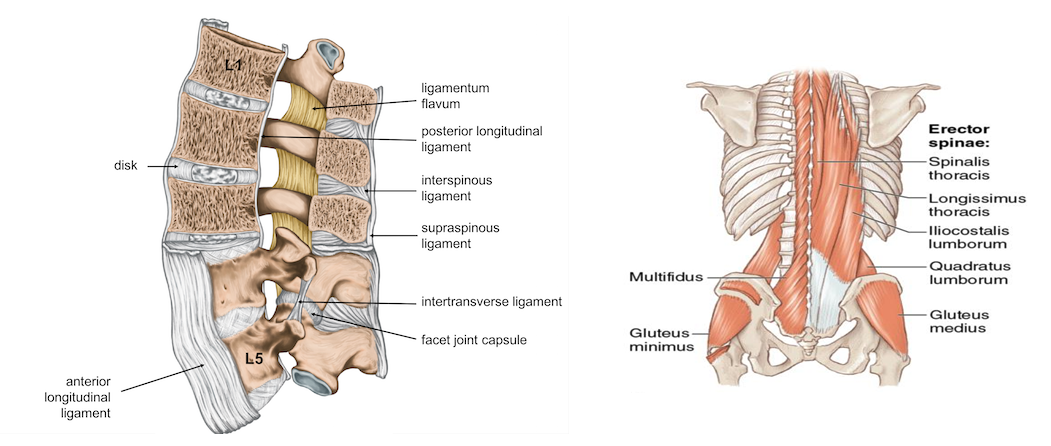 low-back-pain-anatomy - Square One Active Recovery low back anatomy, low back pain