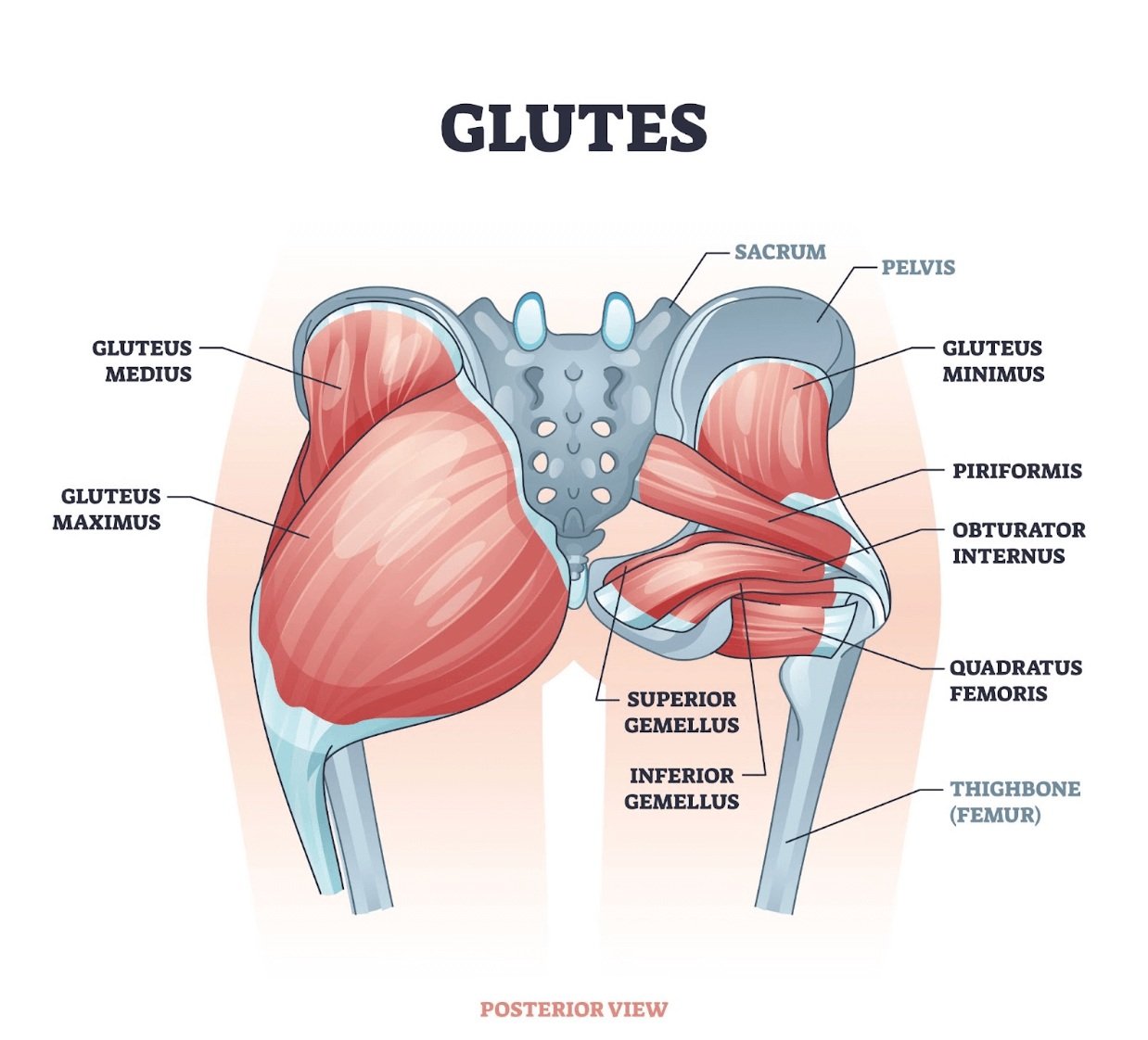 glutes-amnesia-dead-butt-syndrome - Square One Active Recovery glute muscles, anatomy of the hips