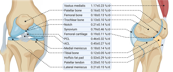 tissue-healing-rate-of-knee - Square One Active Recovery Anatomical depiction of musculoskeletal tissues of the knee joint and their corresponding daily protein synthesis rates (fractional synthesis rates, expressed in %/d)