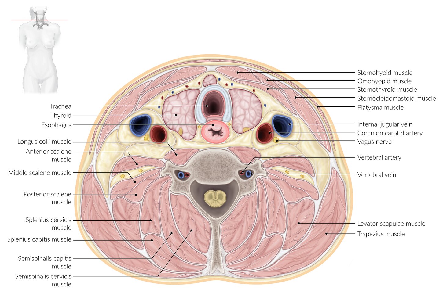 Cross section diagram of the cervical spine illustrating the location of deep neck flexors relative to superficial muscles and neurovascular structures.
