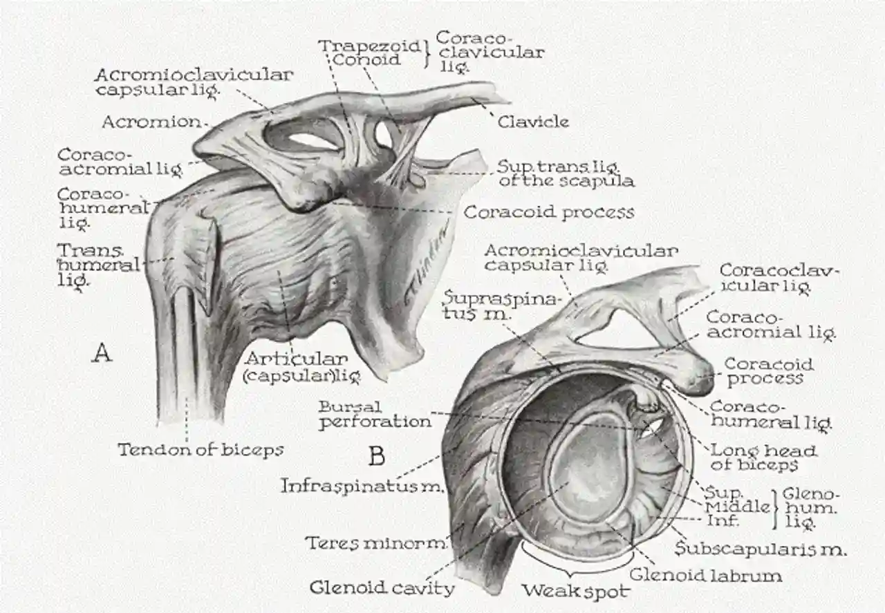 Anatomy diagram of the glenohumeral shoulder joint showing the glenoid labrum, rotator cuff muscles, tendons, and bones that may be affected during a shoulder dislocation.