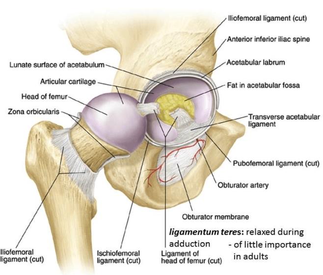 Anatomy diagram of the hip joint showing the femoral head seated in the acetabular labrum and surrounding joint capsule ligaments.