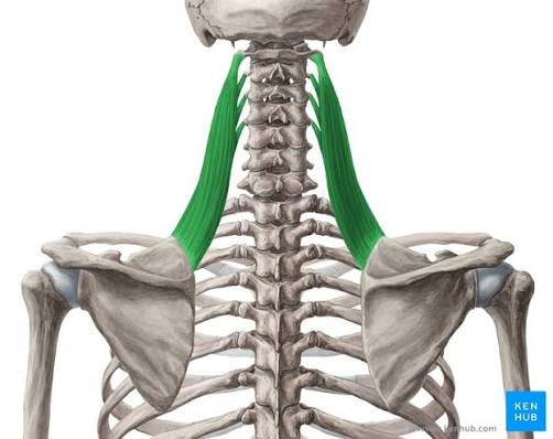 Diagram of the levator scapulae running from the cervical spine to the superior angle of the shoulder blade