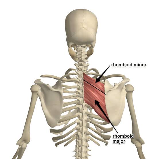 Medical illustration highlighting the rhomboid major and minor muscles connecting the spine to the medial scapular border