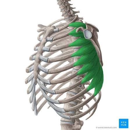 Diagram illustrating the serratus anterior muscle originating from the ribs and attaching to the inner border of the scapula
