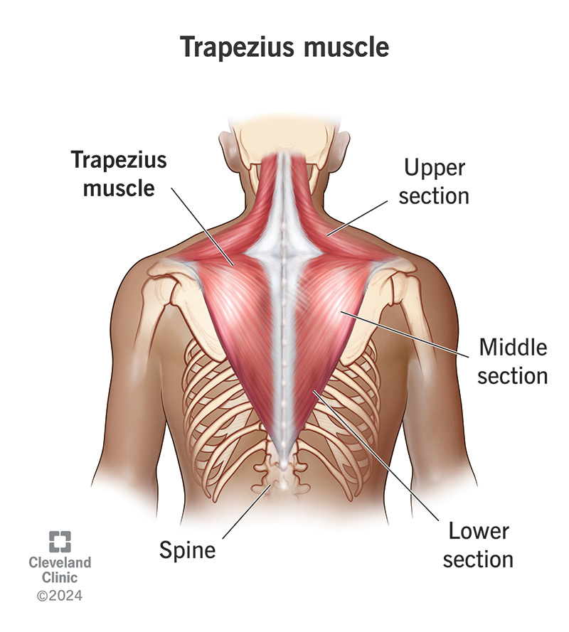 Anatomical diagram showing the upper, middle, and lower fibres of the trapezius muscle across the upper back