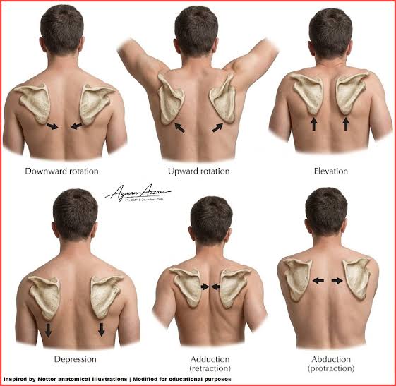 Diagram illustrating the primary directions of shoulder blade movement, including elevation, depression, protraction, retraction, and rotation.